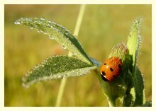LadyBird / ***