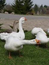 Goosey Goosey / ***