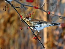 Catbirds / ***