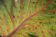 of nerves / ***
