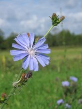 just a flower / ***