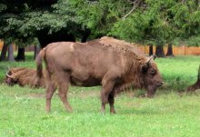 king of the beasts of the Belarusian / ***