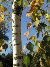 about the fall season / ***