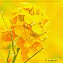 color:Yellow / ***