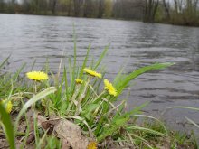 Flowers / ***