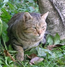 On the hunt / ***