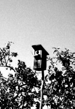 The House in the sky / ***