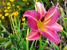 Flower / ***
