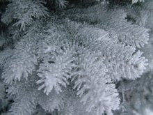 "Hairy" paw winter / ***