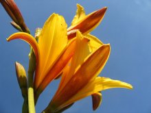 flower / ***