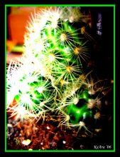 cactus / ***