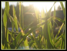 grass / ***