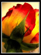rose / ***