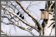 three in one? (Housing issue) / ***