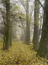 Autumn / ***