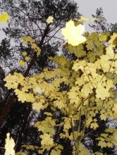 Autumn / ***