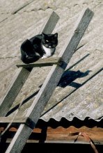 one-eyed watchman / ***
