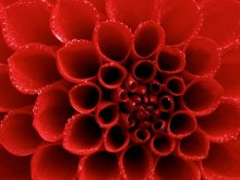 red / ***