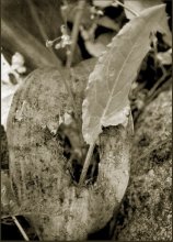 alternation of generations / ***