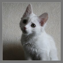 white cat / ***