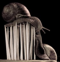 Snail yoga. / ***