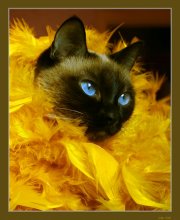 lioness / ***