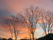 Dawn in the Trees / ***