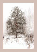 Christmas Tree / ***