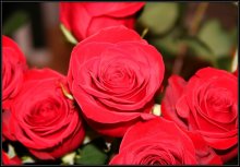 roses / ***