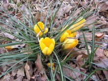 Spring has come! / ***