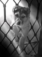 All Dogs Go to Heaven / ***