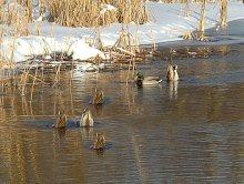 Where are hiding? Spring-and-a already! / 1/320 sec, F/9