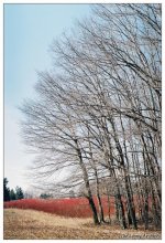 Spring / ***