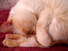 very warm cat / ***