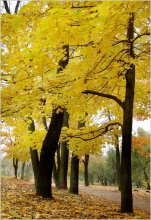 In Minsk, October ... # 5 / ***