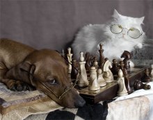 Chess players. / ***