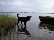 Das Boot, nicht mitgerechnet die Hunde ... / ***