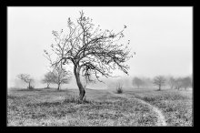 Fog 2 / ***
