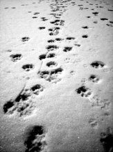 Traces of an unprecedented ...... / ***