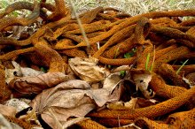 Brown Frühling / ***