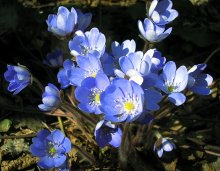 The first flowers / ***