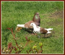 Du bist mein Vogel ... / ***