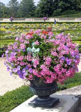 I congratulate all of spring! / ***