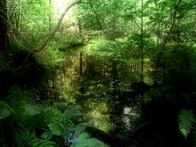 wilden Sumpf / ***