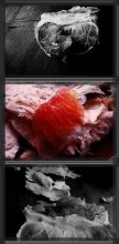 fruit / ***