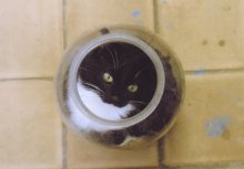 The Cat in the bank / ***