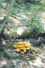 Mushrooms / ***
