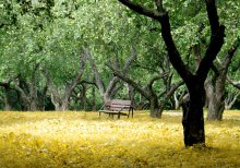 Lonely bench / ***