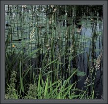There lilies grow ... / ***