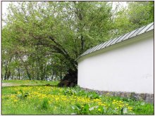 Meadow / ***